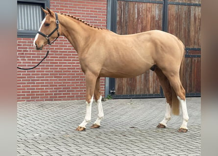 Irish Sport Horse, Gelding, 3 years, 15,3 hh, Chestnut-Red