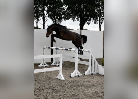 Irish Sport Horse, Gelding, 3 years, 16.1 hh, Bay