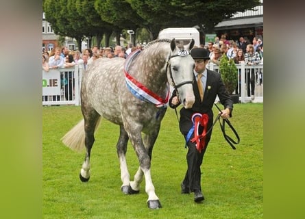 Irish Sport Horse, Wallach, 3 Jahre, 16,3 hh, Schimmel