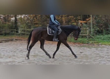 Irish Sport Horse, Gelding, 3 years, 16,3 hh, Smoky-Black