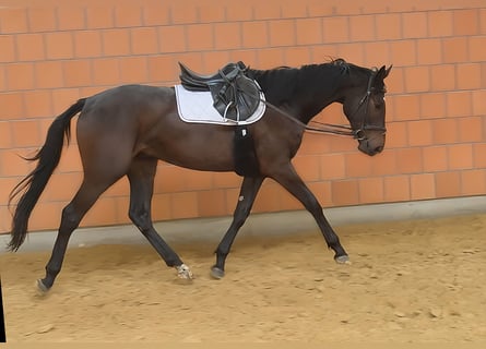 Irish Sport Horse, Gelding, 3 years, 16,2 hh, Brown