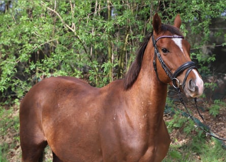 Irish Sport Horse Mix, Gelding, 4 years, 14.2 hh, Chestnut-Red