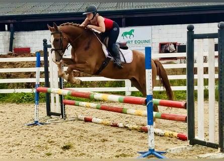 Irish Sport Horse, Wallach, 4 Jahre, 15,2 hh, Fuchs