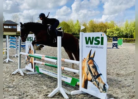 Irish Sport Horse, Gelding, 4 years, 15.3 hh, Brown