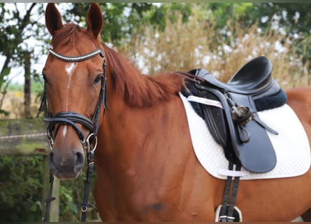 Irish Sport Horse Mix, Gelding, 4 years, 15.3 hh, Chestnut-Red
