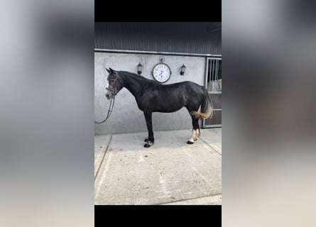 Irish Sport Horse, Gelding, 4 years, 15,2 hh, Grey