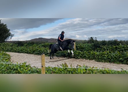 Irish Sport Horse, Gelding, 4 years, 16.2 hh, Grey