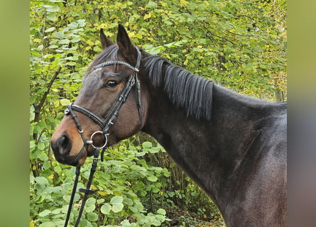 Irish Sport Horse, Gelding, 4 years, 16,3 hh, Smoky-Black