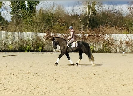 Irish Sport Horse, Gelding, 4 years, 16 hh, Black