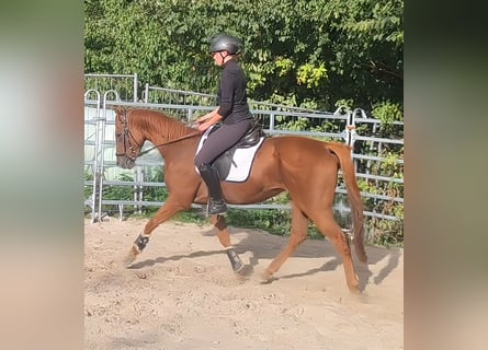 Irish Sport Horse, Gelding, 4 years, 16 hh, Chestnut-Red