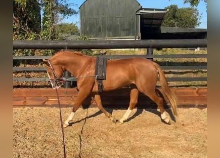 Irish Sport Horse, Gelding, 4 years, 16 hh, Chestnut-Red