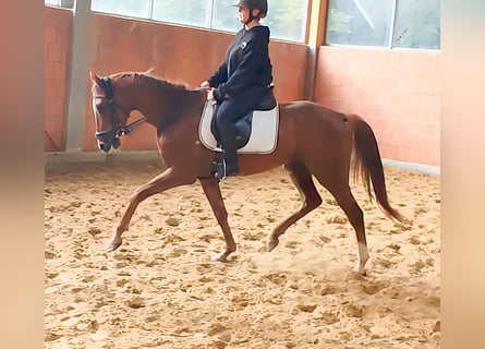 Irish Sport Horse, Gelding, 4 years, 16,2 hh, Chestnut-Red
