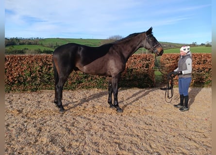 Irish Sport Horse, Gelding, 4 years, 17.1 hh, Black