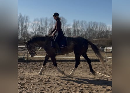 Irish Sport Horse, Gelding, 4 years, 17.2 hh