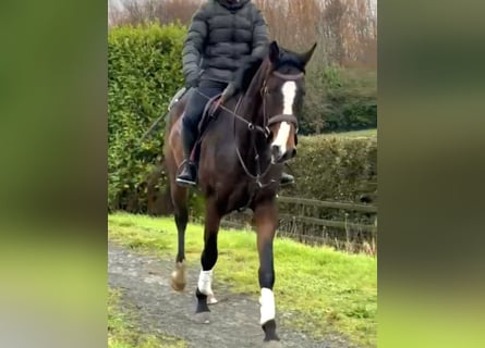Irish Sport Horse, Gelding, 4 years, 17 hh, Bay-Dark