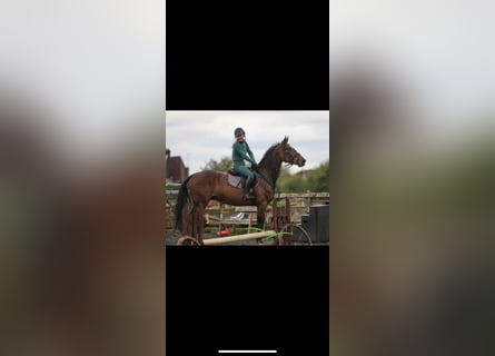 Irish Sport Horse, Wallach, 4 Jahre, 17 hh, Rotbrauner