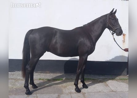 Irish Sport Horse, Gelding, 4 years, Black