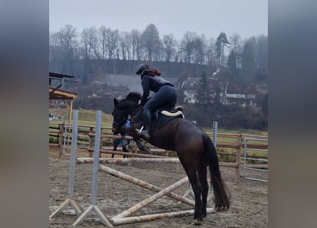 Irish Sport Horse, Gelding, 5 years, 15,2 hh, Bay-Dark