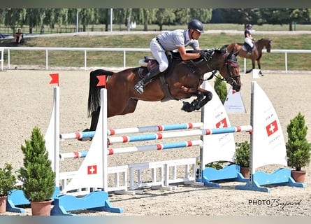 Irish Sport Horse, Gelding, 5 years, 16.1 hh, Brown