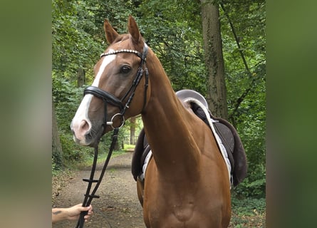 Irish Sport Horse, Gelding, 5 years, 16.1 hh, Chestnut