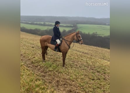 Irish Sport Horse, Gelding, 5 years, 16,1 hh, Chestnut