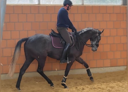 Irish Sport Horse, Gelding, 5 years, 16.1 hh, Gray-Dark-Tan