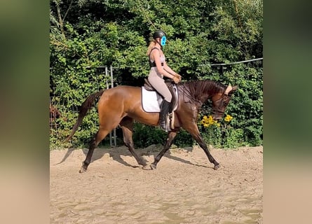Irish Sport Horse, Gelding, 5 years, 16 hh, Brown