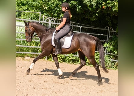 Irish Sport Horse, Gelding, 5 years, 16 hh, Brown
