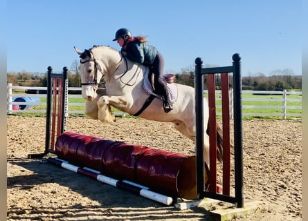 Irish Sport Horse, Gelding, 5 years, 16,1 hh, Dun