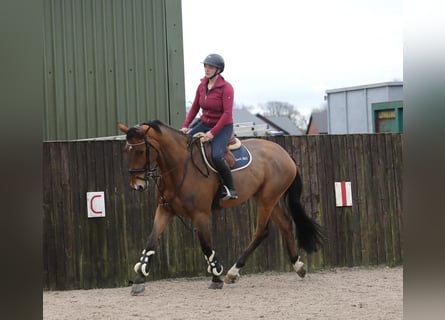 Irish Sport Horse, Gelding, 5 years, 17.2 hh, Bay