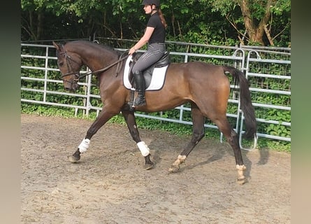 Irish Sport Horse, Gelding, 5 years, 17.2 hh, Brown
