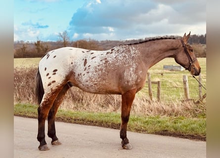 Irish Sport Horse, Gelding, 5 years, 17.2 hh, Leopard-Piebald