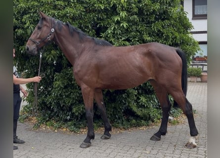 Irish Sport Horse, Gelding, 5 years, 17 hh, Brown