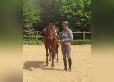 Irish Sport Horse, Gelding, 6 years, 15.1 hh, Brown