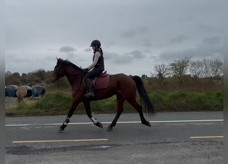 Irish Sport Horse, Gelding, 6 years, 15 hh, Bay
