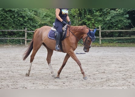 Irish Sport Horse, Gelding, 6 years, 15,3 hh, Chestnut-Red