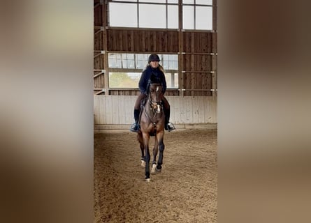 Irish Sport Horse, Gelding, 6 years, 16.1 hh, Bay-Dark