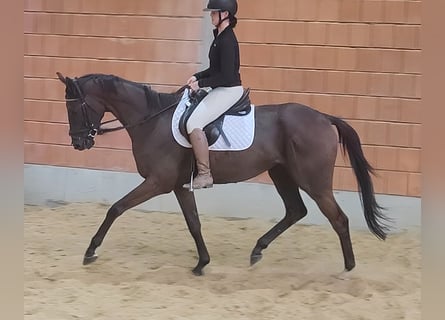 Irish Sport Horse, Gelding, 6 years, 16.1 hh, Brown