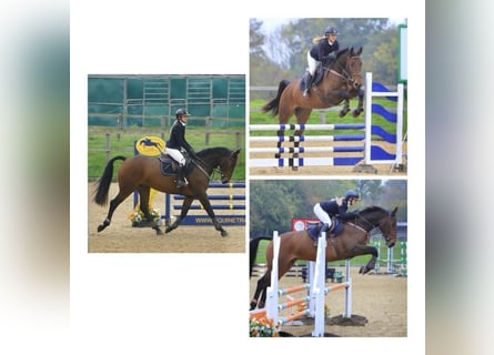 Irish Sport Horse, Gelding, 6 years, 16.1 hh, Brown