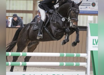 Irish Sport Horse, Gelding, 6 years, 16.2 hh, Bay-Dark