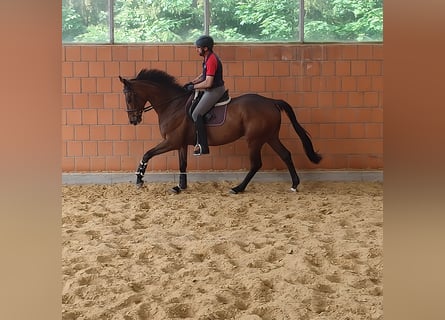 Irish Sport Horse, Gelding, 6 years, 16.2 hh, Brown