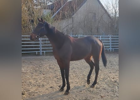 Irish Sport Horse, Gelding, 6 years, 16 hh, Bay-Dark