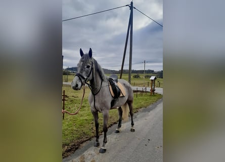 Irish Sport Horse, Gelding, 6 years, 16 hh, Gray