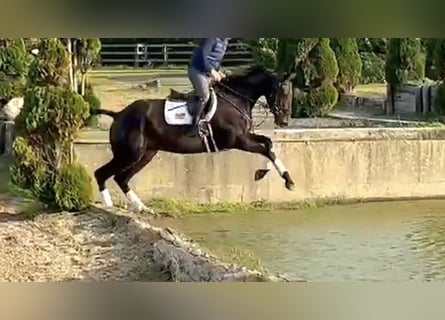 Irish Sport Horse, Gelding, 6 years, 16,1 hh, Bay-Dark