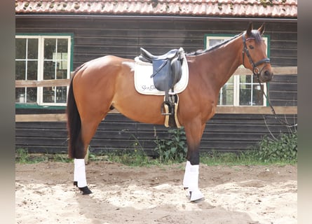 Irish Sport Horse Mix, Gelding, 6 years, 16,1 hh, Bay-Dark