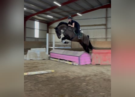 Irish Sport Horse, Gelding, 6 years, 16,1 hh, Bay-Dark