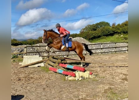 Irish Sport Horse, Gelding, 6 years, 16,1 hh, Brown
