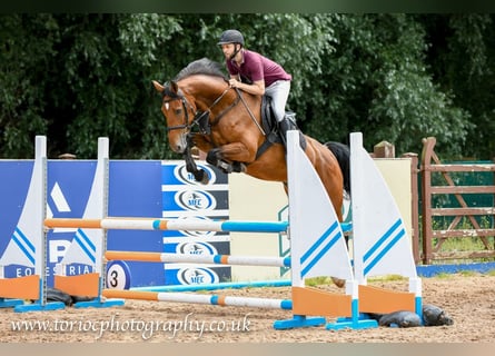 Irish Sport Horse, Gelding, 6 years, 16,1 hh, Brown