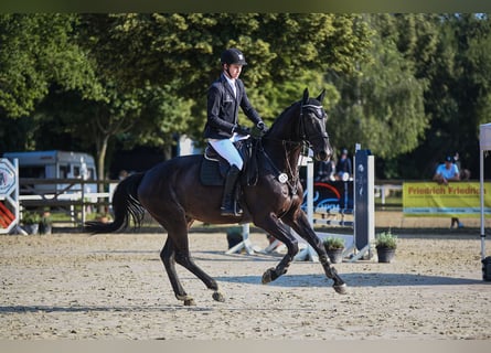 Irish Sport Horse, Gelding, 6 years, 17 hh, Smoky-Black