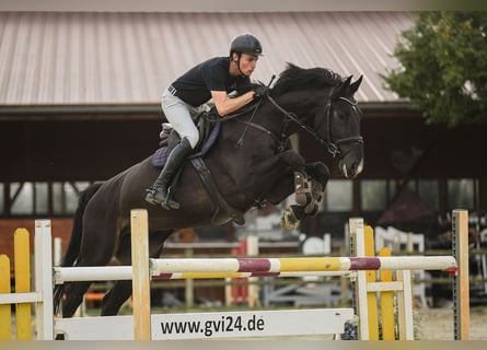 Irish Sport Horse, Gelding, 6 years, 17 hh, Smoky-Black